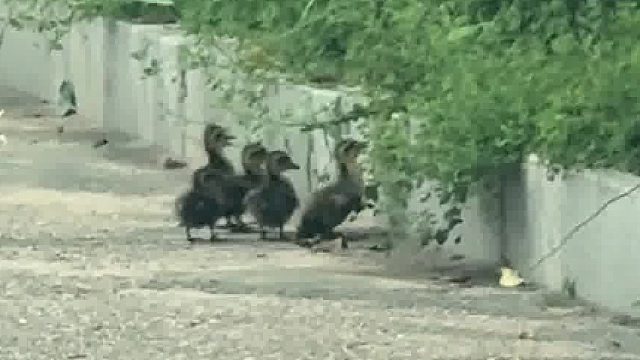 庄河这生态越来越好了哈，