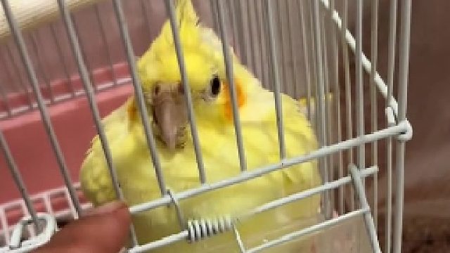 养鹦鹉真是要从半毛开始养，成年鸟养了半年还是特别凶。