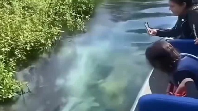 深入亚马逊热带雨林，探寻曾被世人遗忘的角落，最后一片净土，人类的禁区