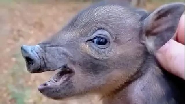 女孩在路边的水沟里救了一只小野猪，它紧跟在女孩的身后不肯离开