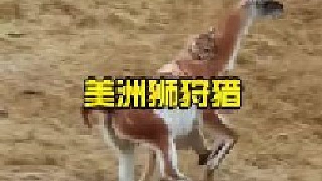 美洲狮三番四次抓捕原驼