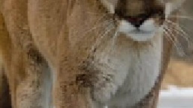 美洲狮狩猎原驼的场面