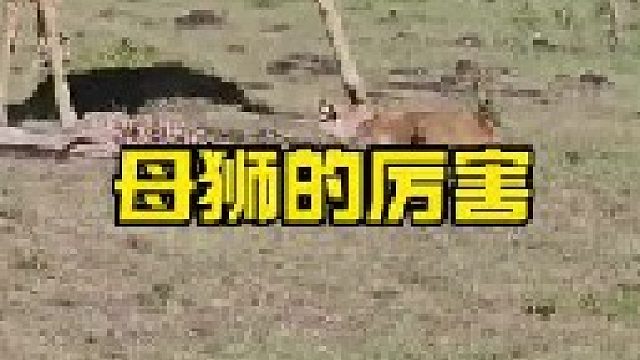 母狮被长颈鹿踩踏