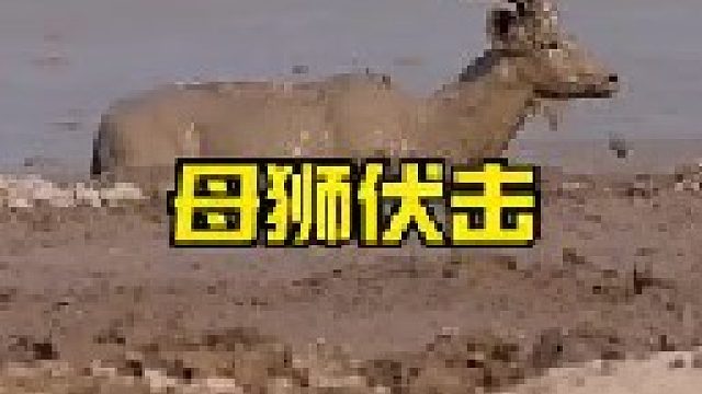 母狮伏击陷在沼泽里的长角羚，聪明狡猾步步逼近准备下手