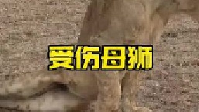 母狮攻击长颈鹿反被踢成重伤