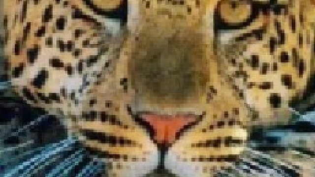 母狮爬树攻击花豹