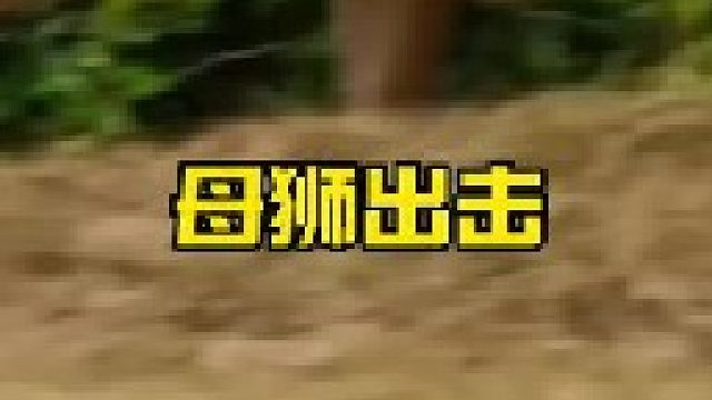 母狮狩猎斑马差点被踢飞