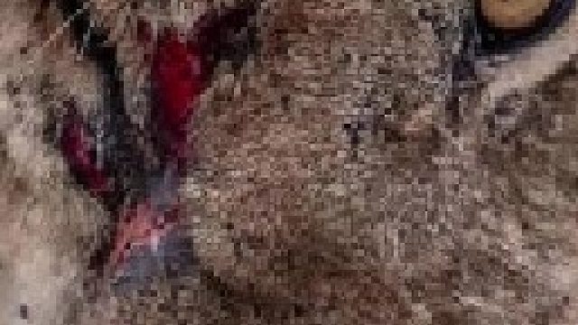 母狮狩猎导致严重受伤