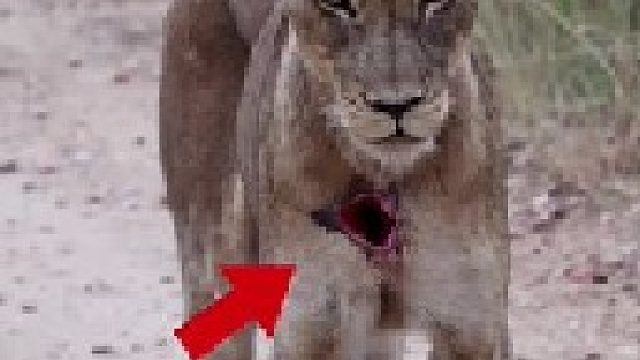 母狮狩猎之时遭到水牛洞穿脖子
