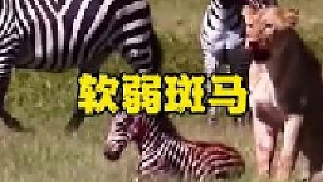 母狮无视成年斑马的无影脚竟肆无忌惮的袭击