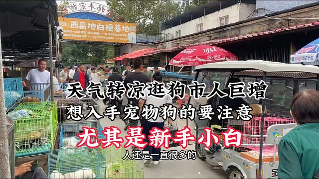天气转凉逛狗市的人真多，想入手宠物狗的慎重，尤其是新手小白！