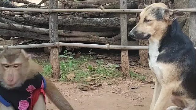 狗子说，我把你当人了