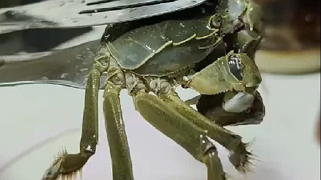 女子发现螃蟹腿的神奇之处，断一半，另一半就会自动脱落