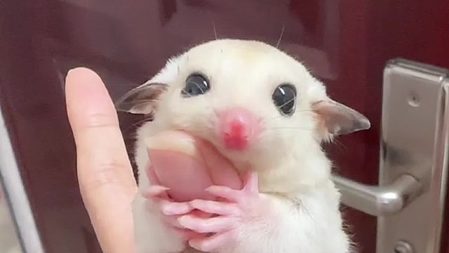 小奶蜜一天的日常