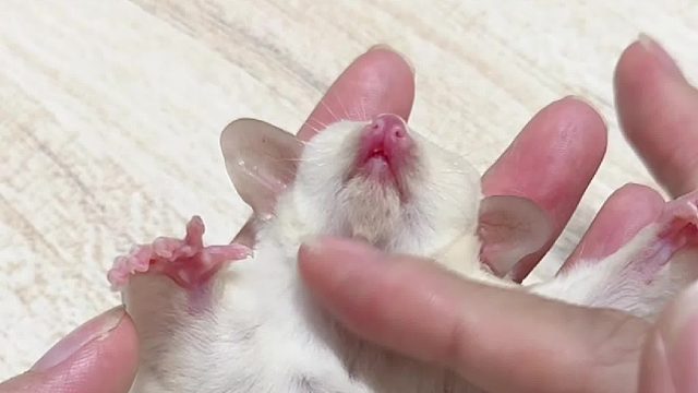 奶油白马派妹妹，蜜如其名，软软糯糯奶呼呼的