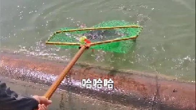 游钓日记—大水面鲢鳙爆护。