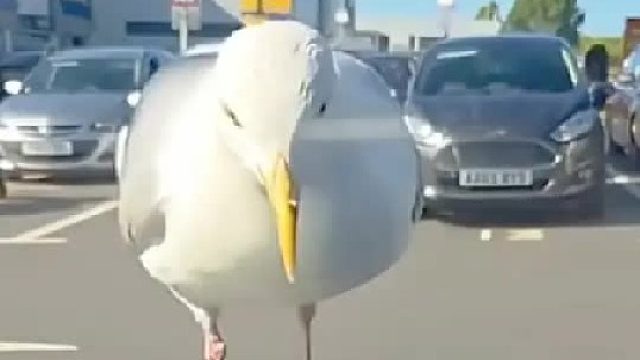 一只海鸥为了吃薯条砸碎男人的车玻璃，可男人却不计前嫌帮助它