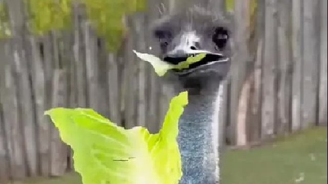 男人在野外捡到一枚奇怪的蓝色鸟蛋，没想到他竟孵化出一只小鸵鸟