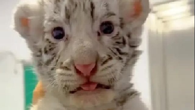 小哥在后院救了一只被抛弃的小白虎，小家伙长大后不愿和小哥分开