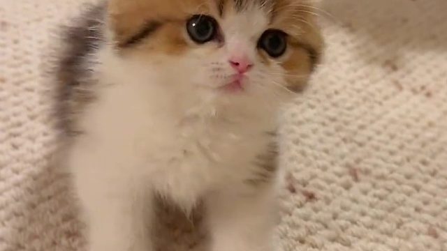 忍不住欺负小猫咪，它快要气哭了