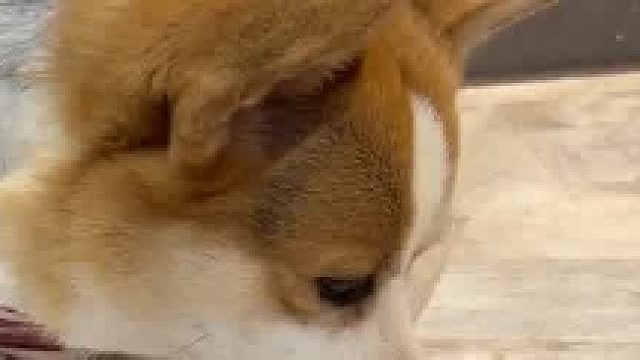 买了车回家第一件事就是告诉狗子