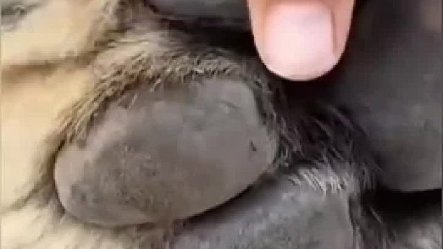 东北虎爪子有多锋利？第一视角看饲养员沉浸式撸虎爪