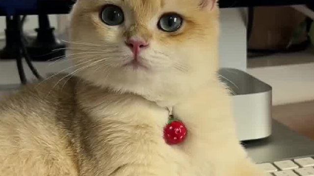 当我上了个厕所回来 我家猫竟然…