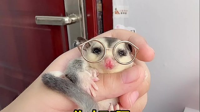 眼镜一戴谁都不爱