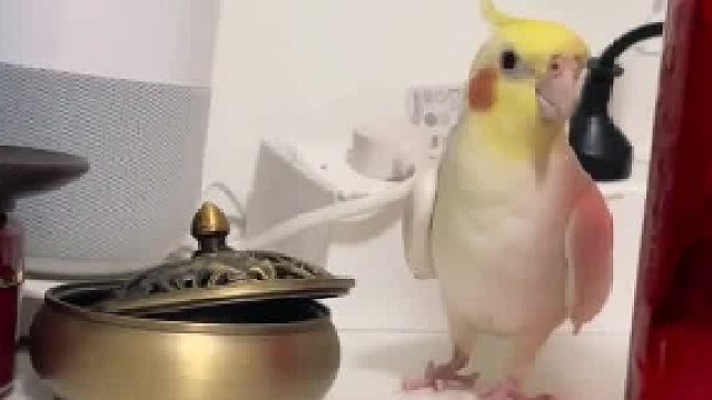 太闲了，送它去上学