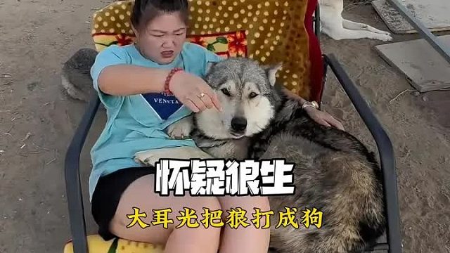 狼族永不为奴，除非包吃包住