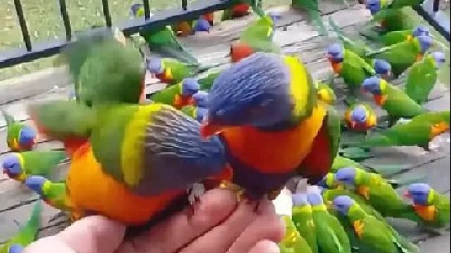 女孩在路边救了一只被欺负的鹦鹉，它长大后带整个家族来感谢女孩