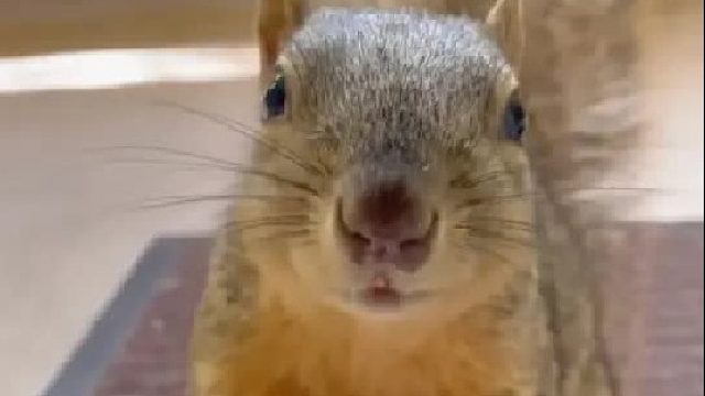 女孩在野外救了一只刚出生的小松鼠，长大后身上长满虫子卧床不起