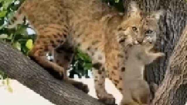 野生山猫来到人类院子抓到一只松鼠后潇洒的离开！