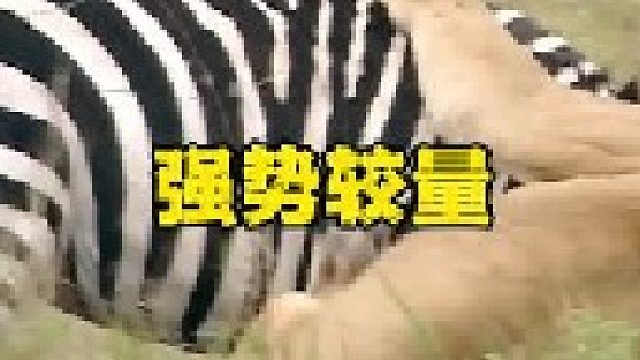 母狮与七百斤成年斑马硬杠