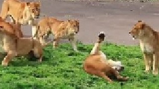 母狮争宠发生争斗，雄狮赶忙打圆场