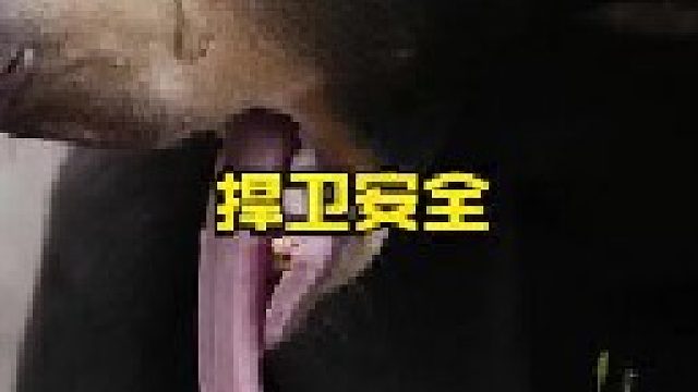 母熊为了幼崽抵抗凶猛入侵者