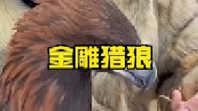 牧羊犬利用金雕狩猎野狼