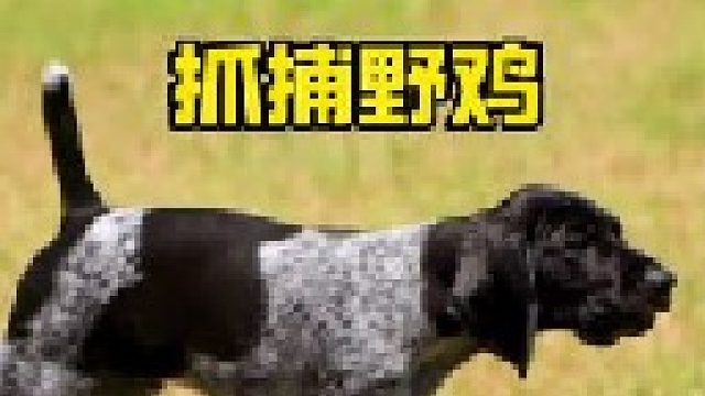 男子带上猎犬围捕野鸡