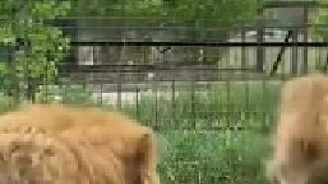 男子平息几头雄狮的激烈争斗