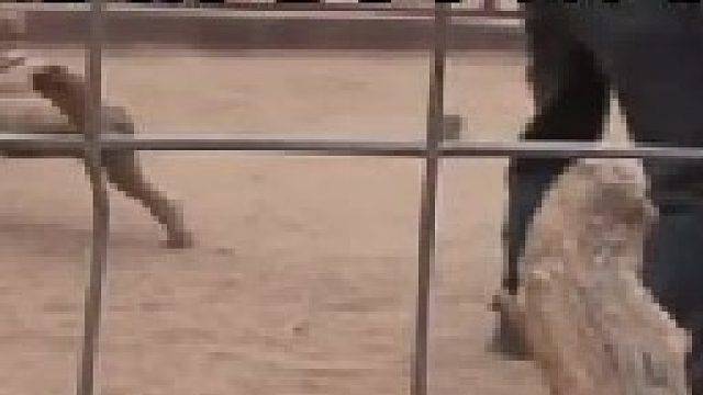 男子肆无忌惮挑衅雄狮，三番五次变本加厉终究自食其果