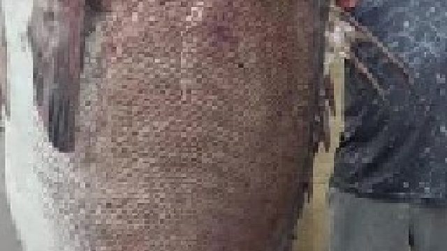 男子野钓几十斤大鱼竟然有如此操作