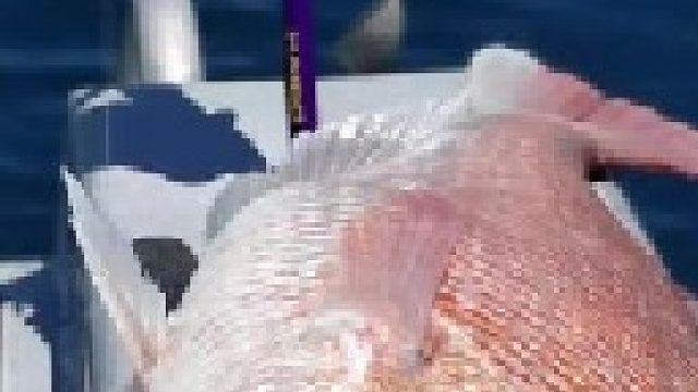 男子野外钓大鱼，几十斤大鱼随便钓