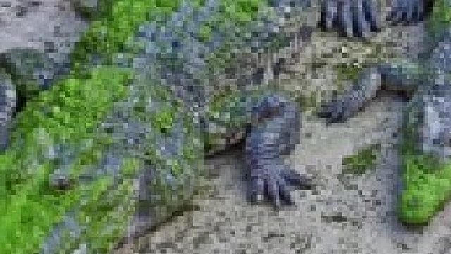 男子野泳遭到鳄鱼偷袭