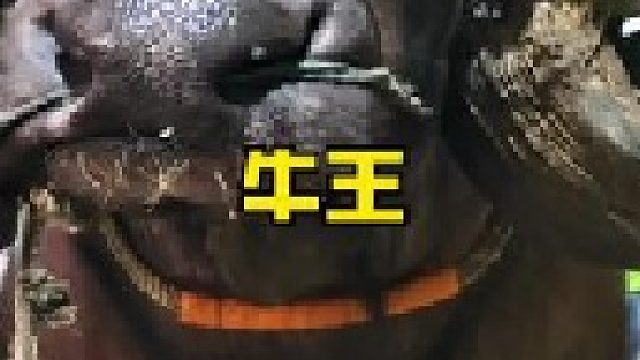 能够硬杠老虎的牛王你见过吗