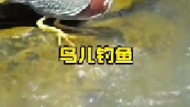 你见过鸟儿也会钓鱼吗