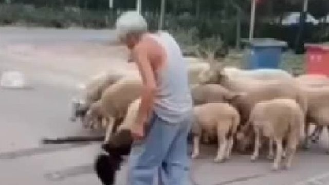 人见人怕的羊顶天，在大爷眼里就是一群乖乖的小绵羊！