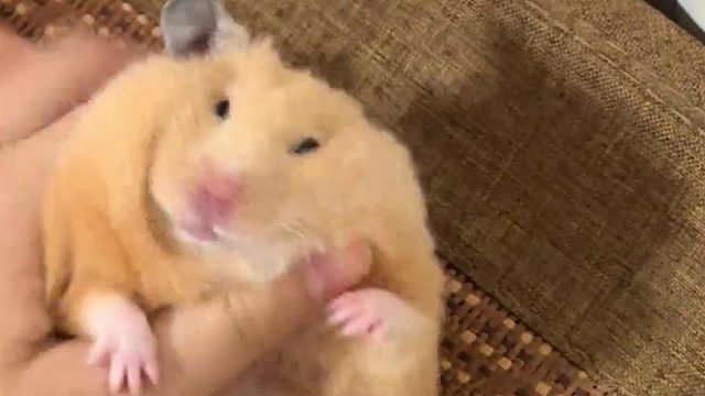 这大土豆子天天勾引我