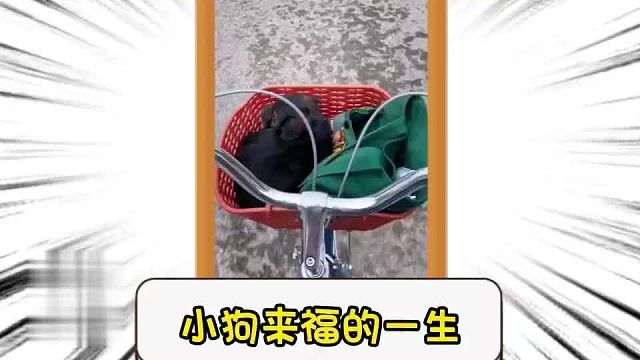 第二百一十三集_小狗来福的一生