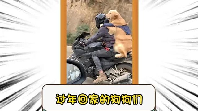 第二百一十二集I过年回家的毛孩子们