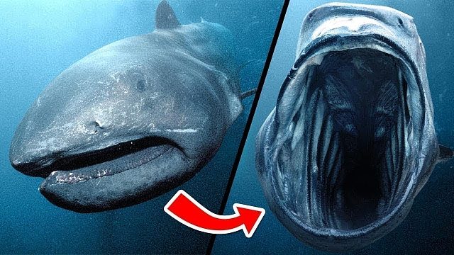 海洋杀手：致命攻击性鱼类图鉴